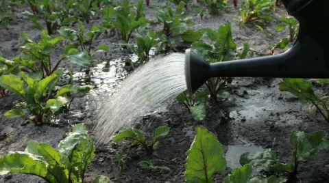 The boy waters a plant Video stock 838521
