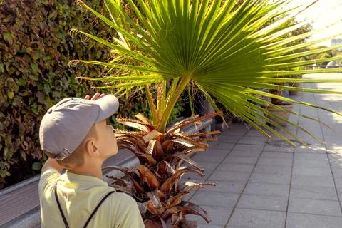 Boy wearing cap and light-colored shirt observes tropical palm tree in park.. Stock Photos