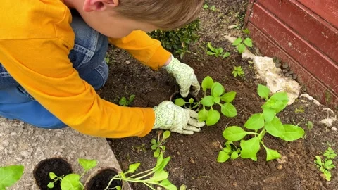 Boy wearing gloves while doing gardening work Stock Footage 196757191