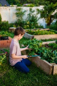Boy working in a garden Stock Photos