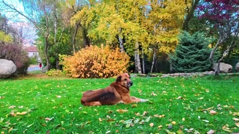 Boyana district, Sofia, Bulgaria - 10.28.2025. Peaceful autumn garden with 스톡 동영상 320326124