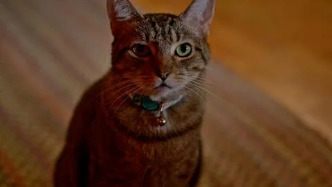 BoyCat Stock Photos