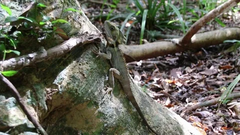 Boyds Forest Dragon 1 Stock Footage 147953169