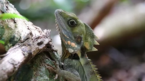 Boyds Forest Dragon 2 Stock Footage 147953166