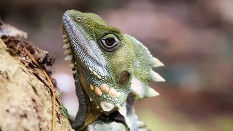 Boyds Forest Dragon 3 Stock Footage 147953168