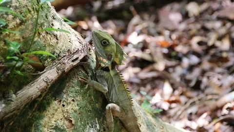 Boyds Forest Dragon 4 Stock Footage 147953167