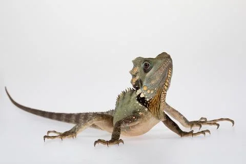 Boyds Forest Dragon. Stock Photos