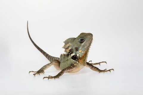 Boyds Forest Dragon. Stock Photos