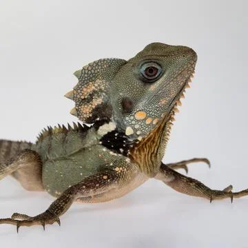 Boyds Forest Dragon. 스톡 사진