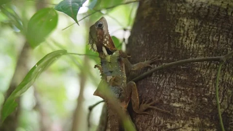 Boyd's Forest Dragon on tree trunk in Daintree Stock Footage 307877534