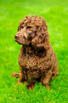 Boykin Spaniel Looking Left Stock Photos