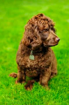 Boykin Spaniel Foto stock