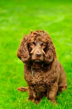 Boykin Spaniel Foto stock