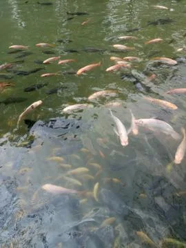 Boyolali Fish Pool Stock Photos