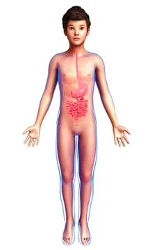 Boy's digestive system, illustration Stock Illustration