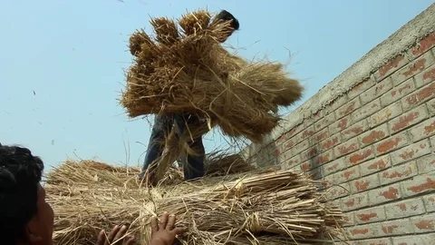 Boys grab bundle of hay from the top of a stack Stock Footage 84159059