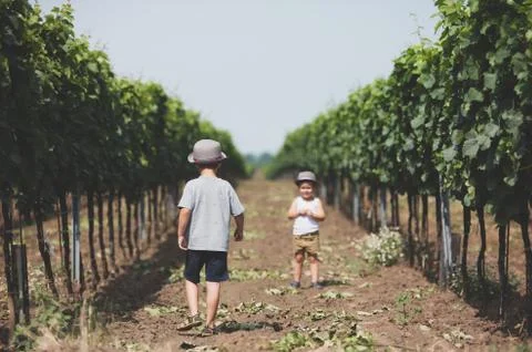 Boys playing between the vines Fotos de archivo