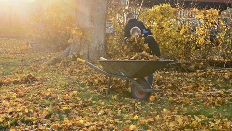 Boys rake leaves and put them into wheelbarrow cleaning their backyard Stock Footage 98560022