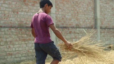Boys spread straw on a field close ups in a village in Bengal India Stock Footage 84159608