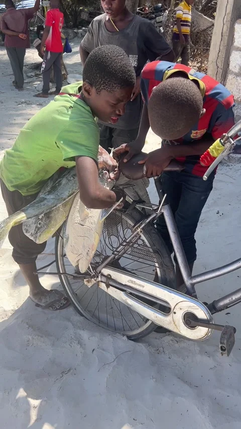 Boys tying fresh caught fish to bicycle rack on beach in Zanzibar Vidéo 344039694