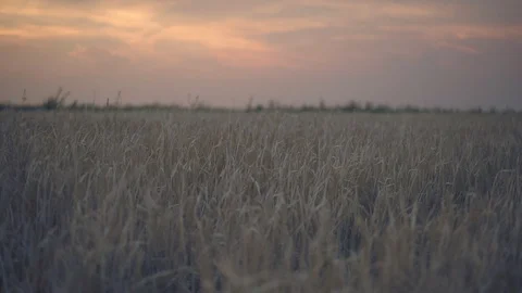 Boys walking in wheat field Video stock 91355499