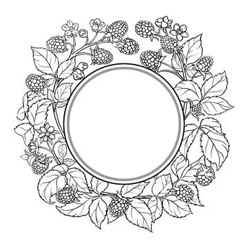 Boysenberry Branch Outline Round Frame. Stock Illustration