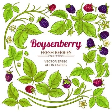Boysenberry elements set Stock Illustration