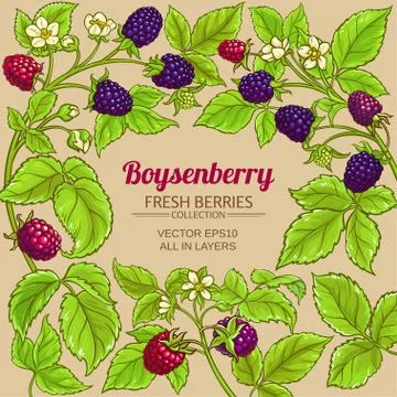 Boysenberry vector frame Stock Illustration