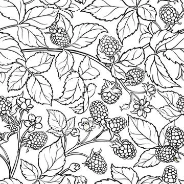 Boysenberry vector pattern Stock Illustration