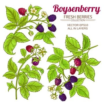 Boysenberry vector set Stock Illustration
