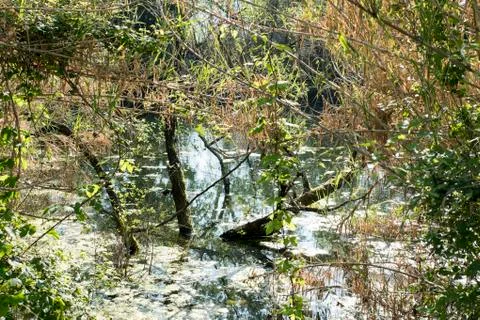 Bozzi saudini Stock-Fotos