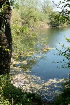 Bozzi saudini Stock Photos