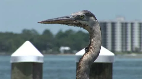 BP Oil Spill Stock Footage 12593260