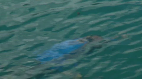 BPH03277-2 Video stock 559305