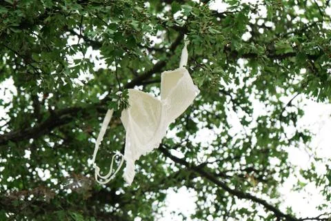Bra hanging from tree branch Stock Photos