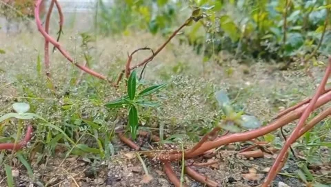 Bracelet grass has red stems Stock Footage 320225900