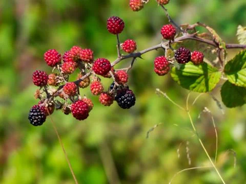 A brach of blackberries Stockfoto's