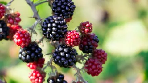 A brach of blackberries Stock Photos