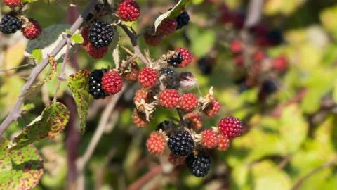A brach of blackberries Stock Photos
