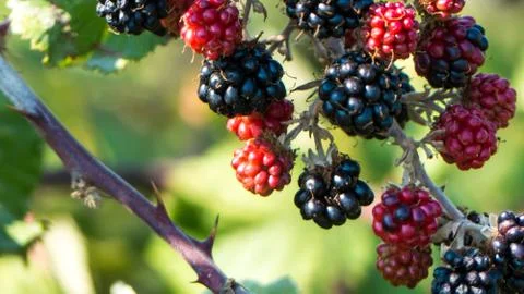 A brach of blackberries Stock Photos
