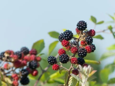 A brach of blackberries Stock Photos