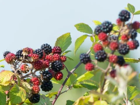A brach of blackberries Stock-Fotos