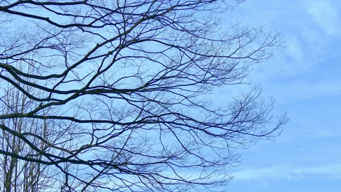 Brach of tree with sky background Stock Footage 131081000