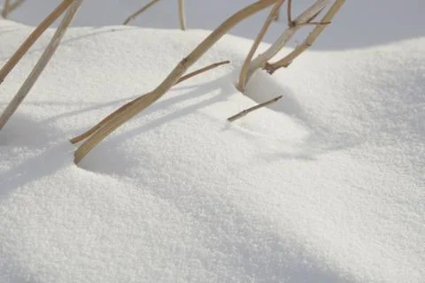 Braches in snow Stock Photos