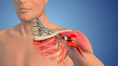 Brachial plexus nerve network in the shoulder structure Stock Footage 258220754
