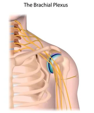 Brachial plexus nerve network unlabeled. Stock Illustration