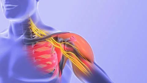 Brachial Plexus Nerve Route from Neck to Hand Stock Illustration