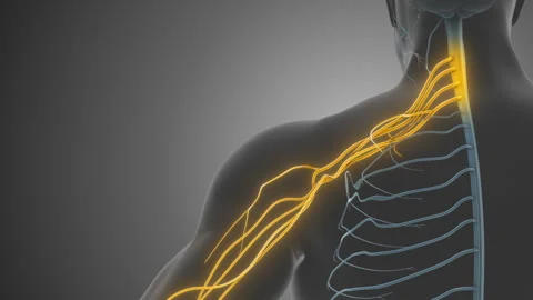 Brachial Plexus Network Medical Concept Stock Footage 295972584