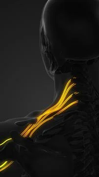 Brachial plexus network of nerves in the shoulder structure Ilustração Stock