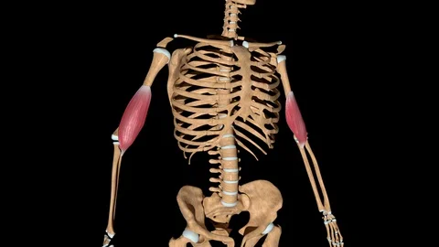 Brachialis Muscles on Skeleton Video stock 129661769